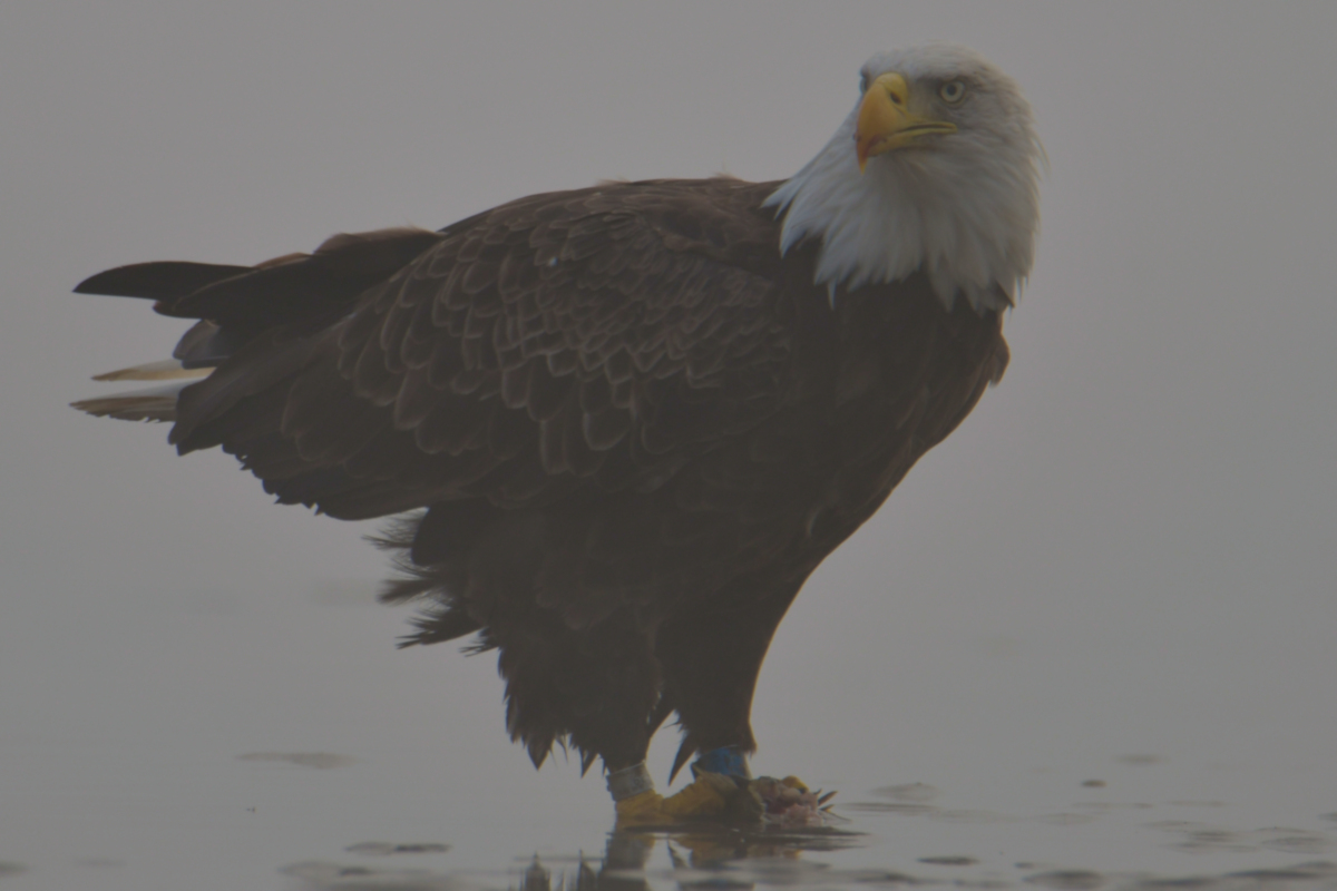 Eagles in the Fog 15