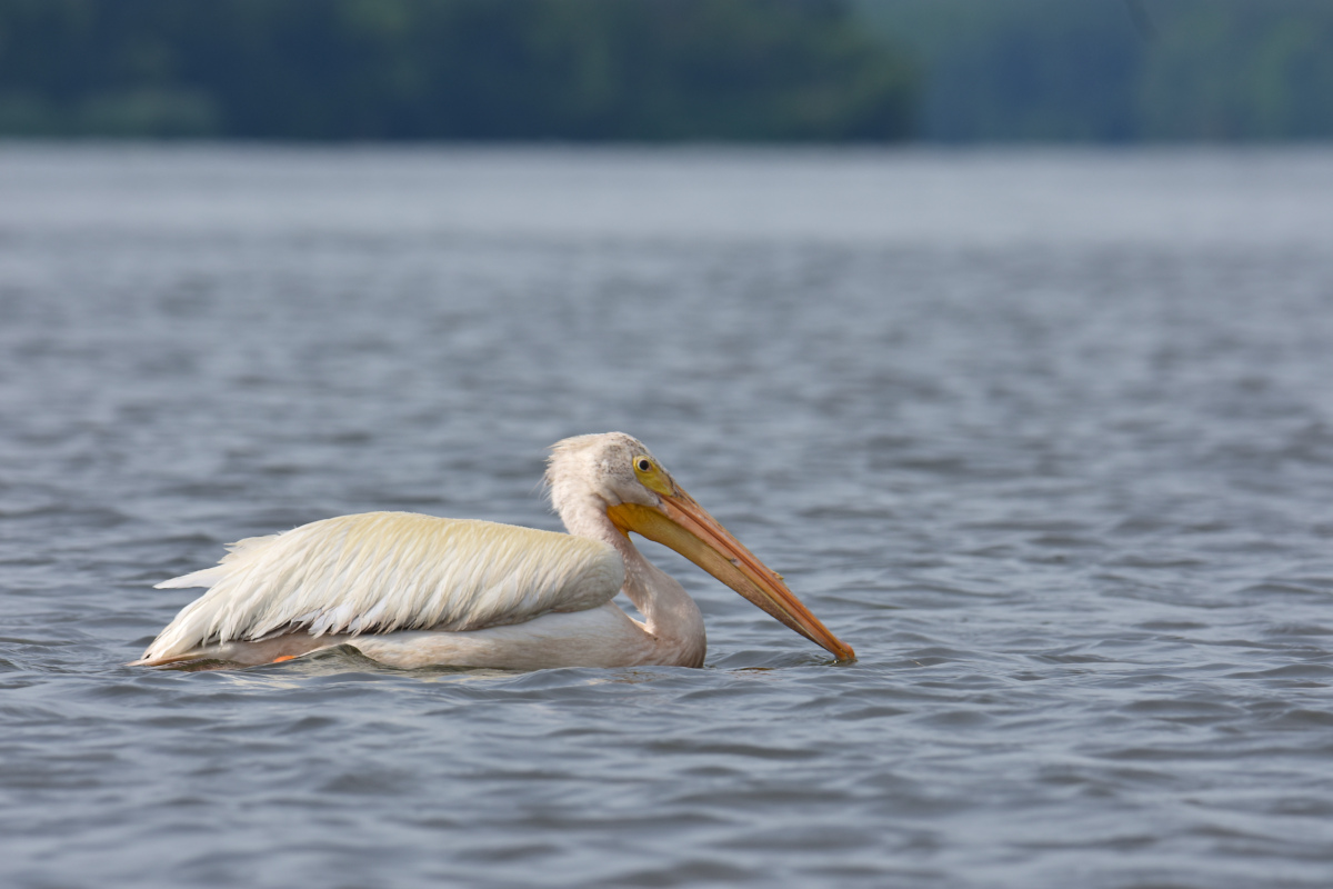 A White Pelican Way Off Course (Hudson River) 01