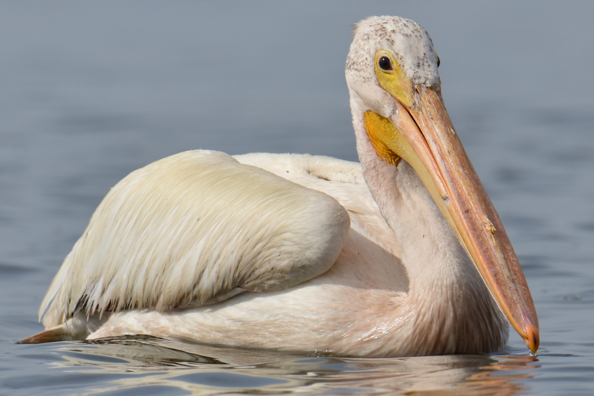 A White Pelican Way Off Course (Hudson River) 06