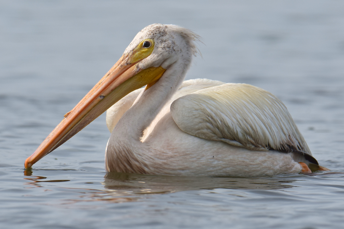 A White Pelican Way Off Course (Hudson River) 08
