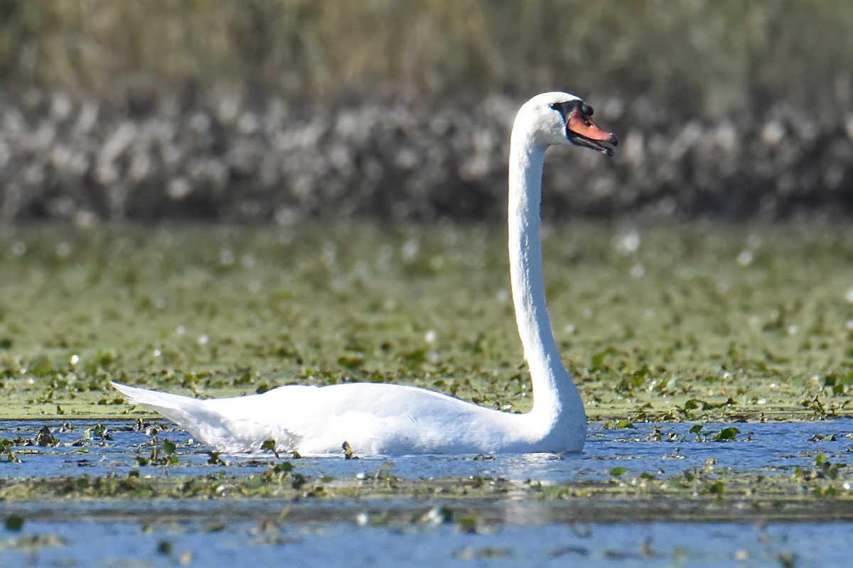 Mute Swans at Inbocht Bay 01