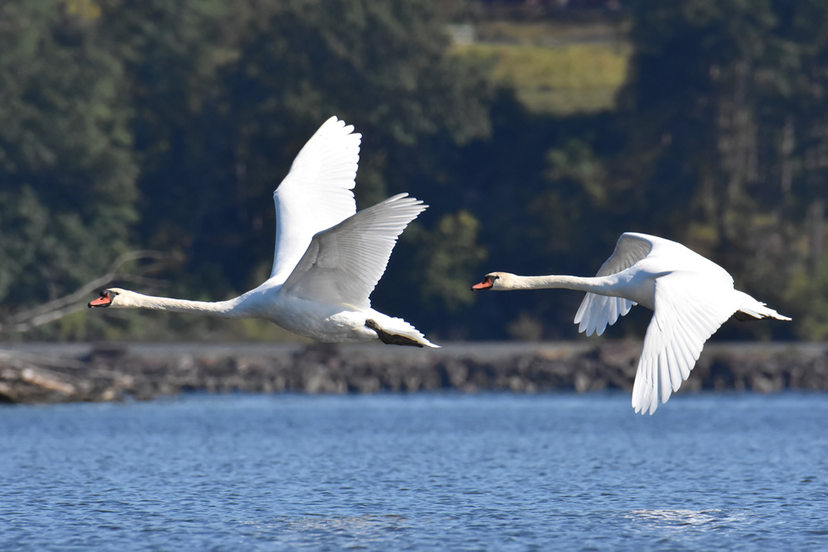 Mute Swans at Inbocht Bay 10