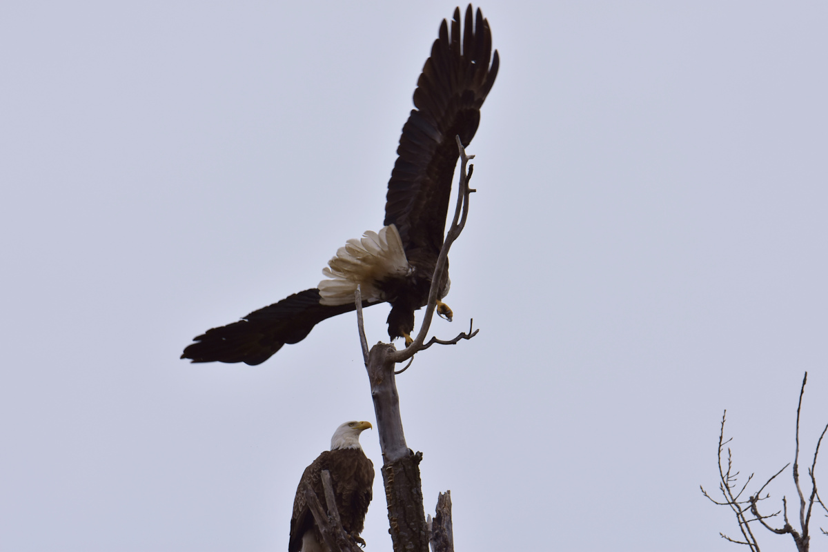 Eagle Day at Brickyard Bay & Vicinity 07
