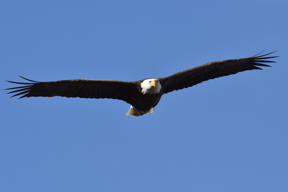 Eagle Day at Brickyard Bay & Vicinity 08