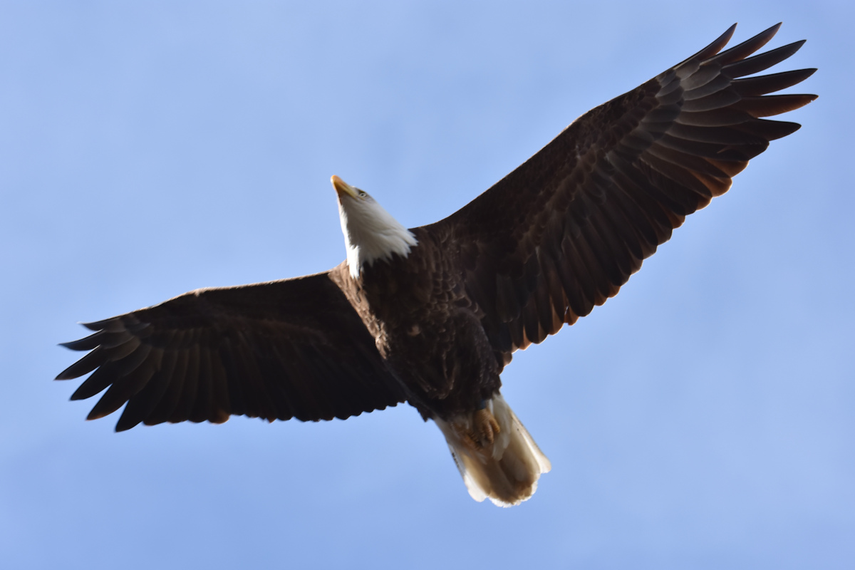 Eagle Day at Brickyard Bay & Vicinity 09