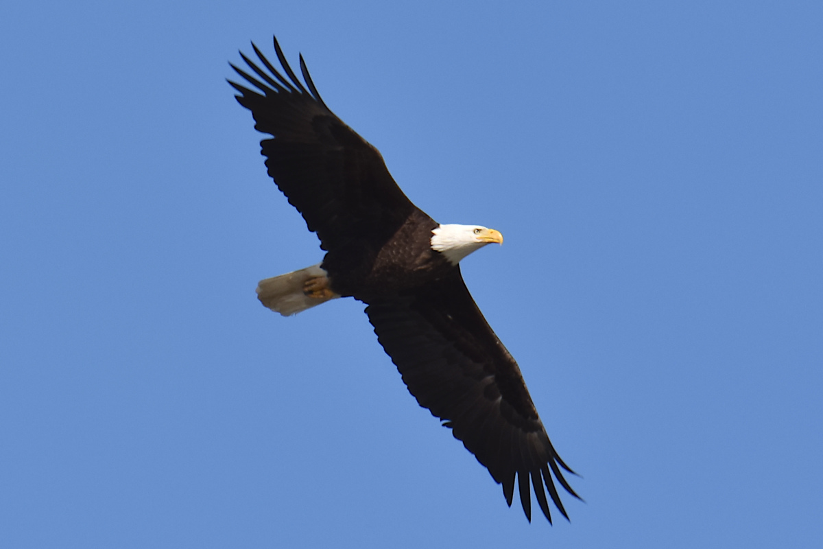 Eagle Day at Brickyard Bay & Vicinity 18