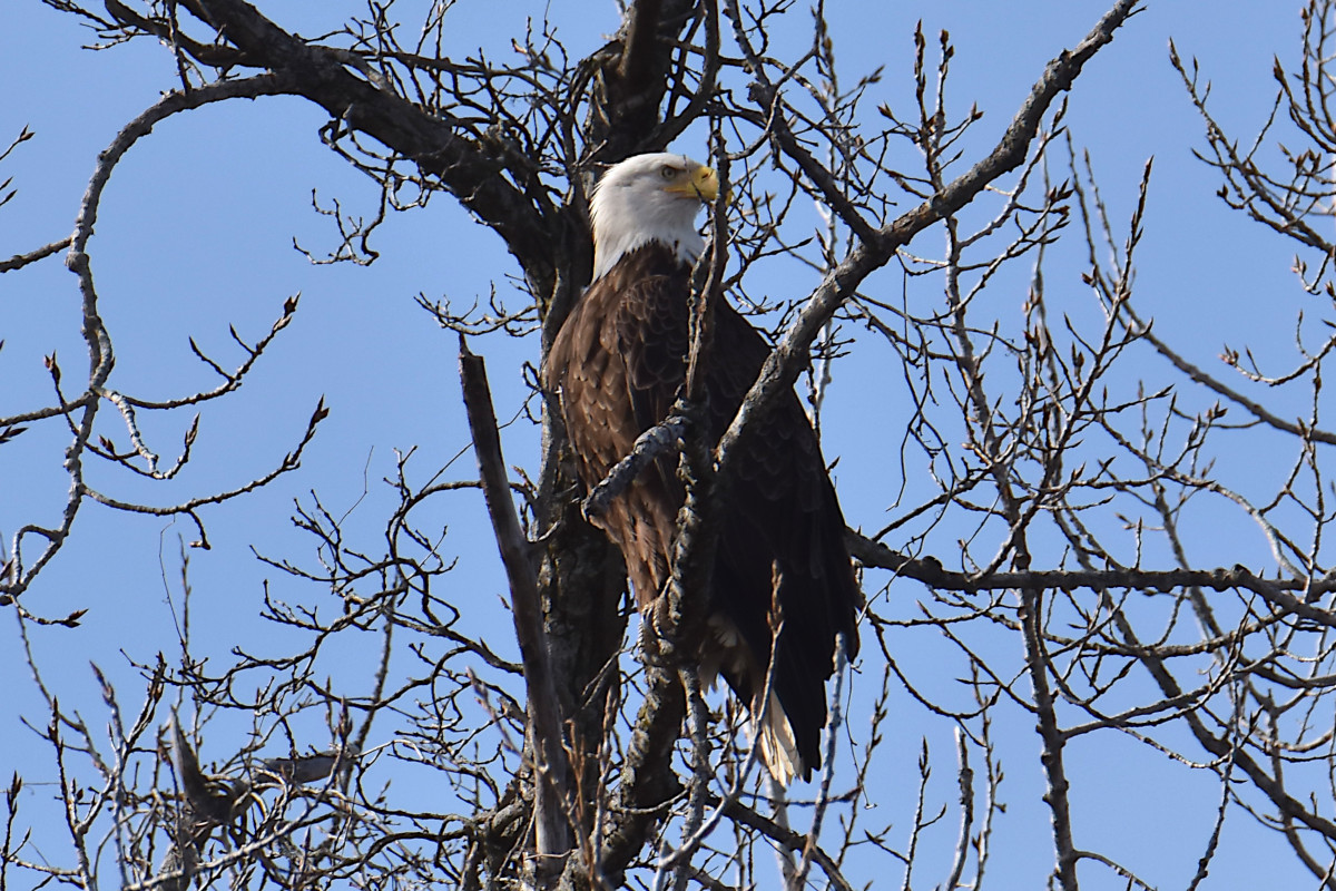 Eagle Day at Brickyard Bay & Vicinity 19
