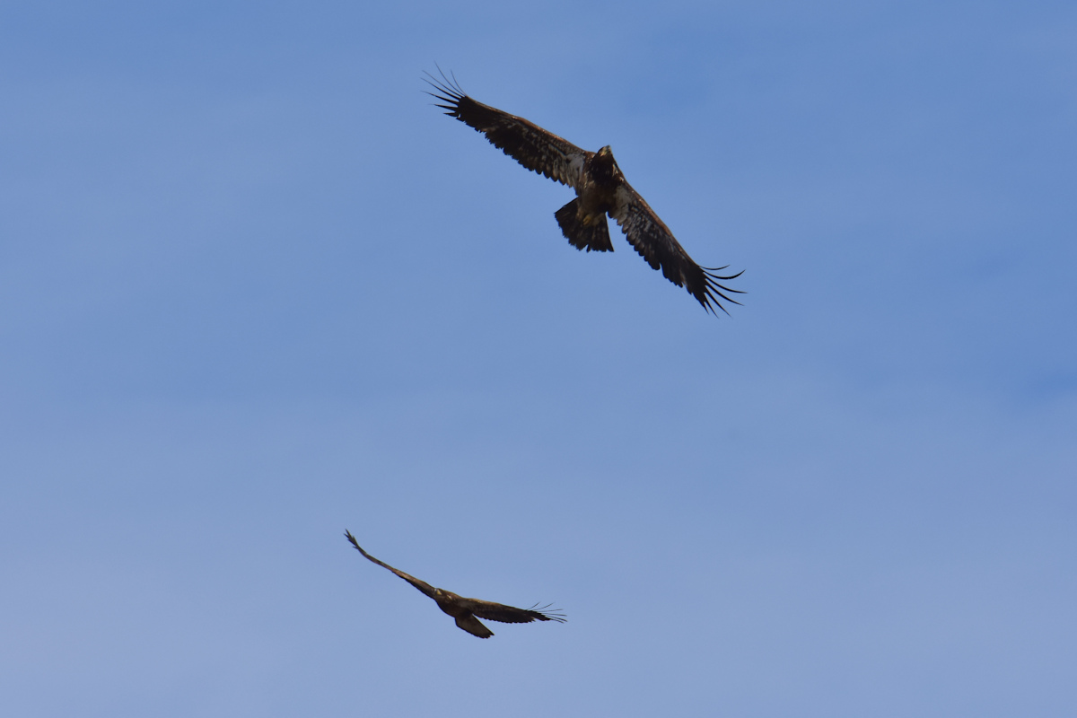 Eagle Day at Brickyard Bay & Vicinity 23