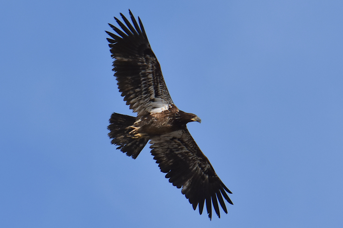 Eagle Day at Brickyard Bay & Vicinity 24