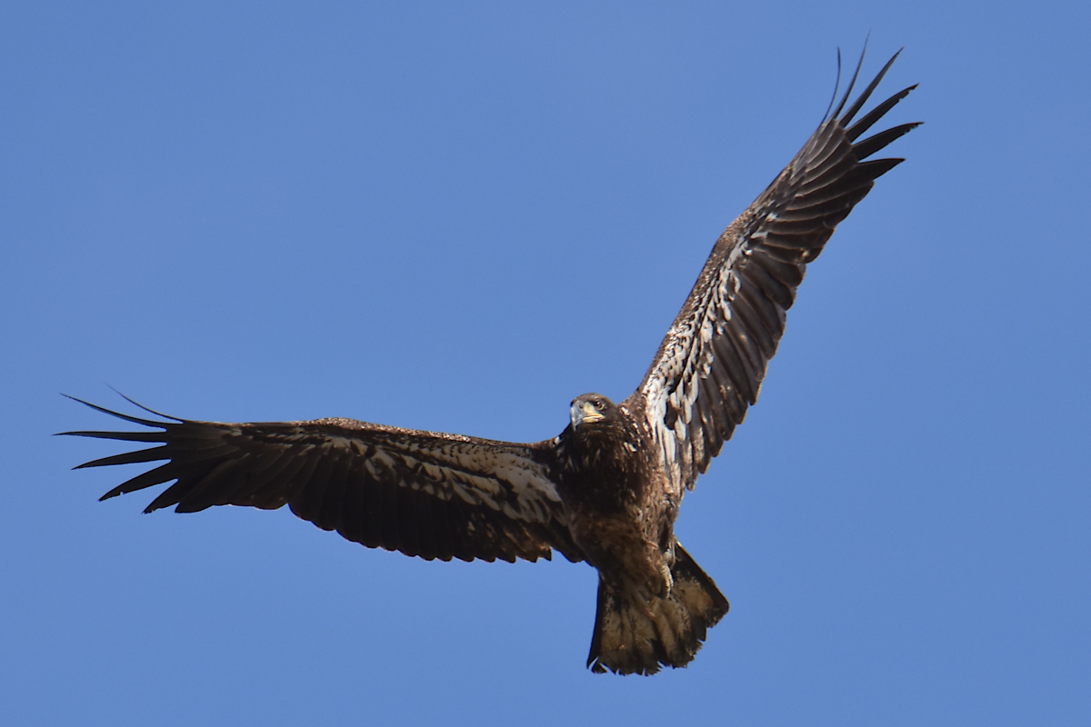 Eagle Day at Brickyard Bay & Vicinity 26