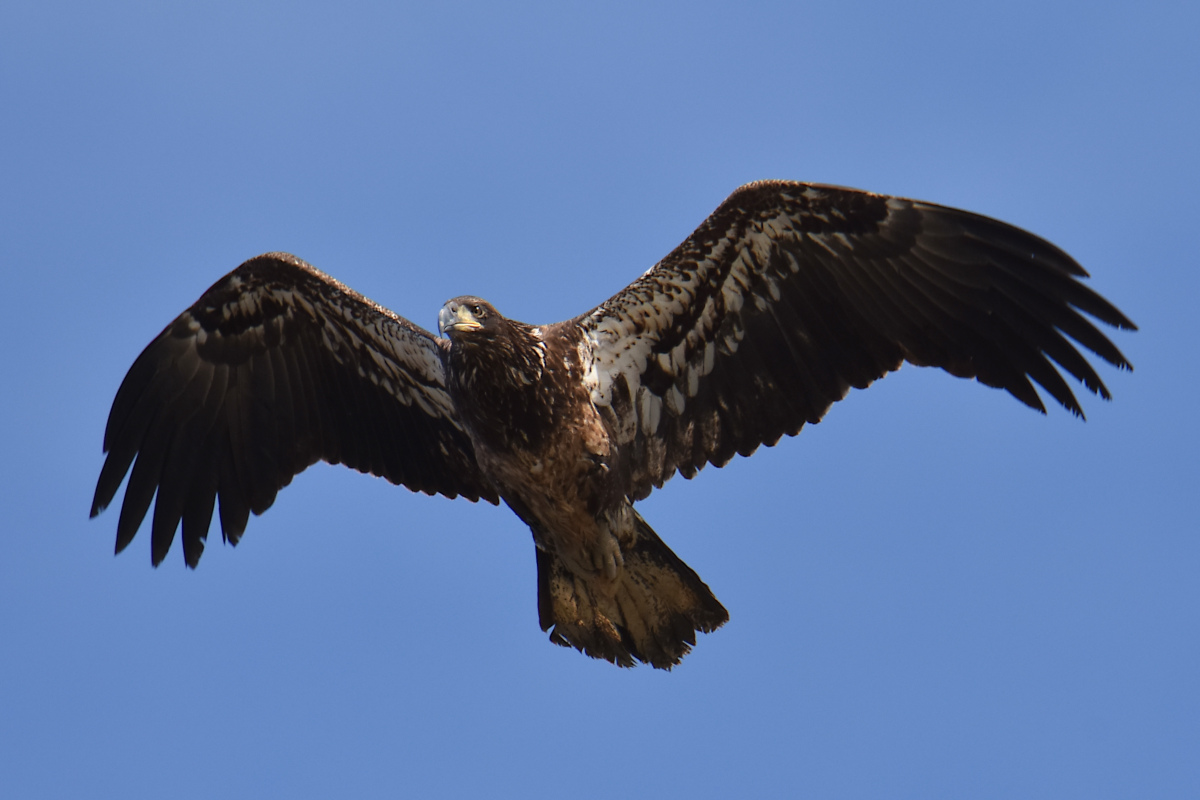 Eagle Day at Brickyard Bay & Vicinity 27