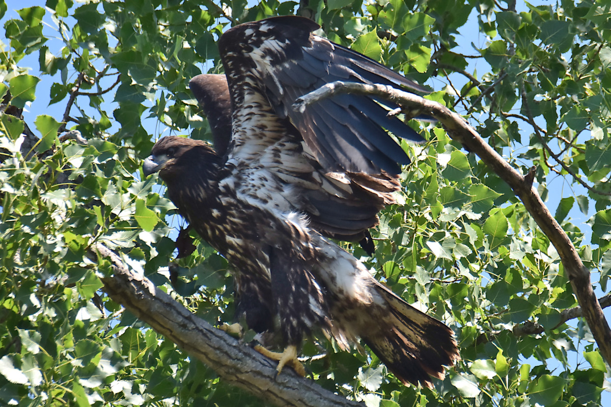 Eaglets Take Flight 03