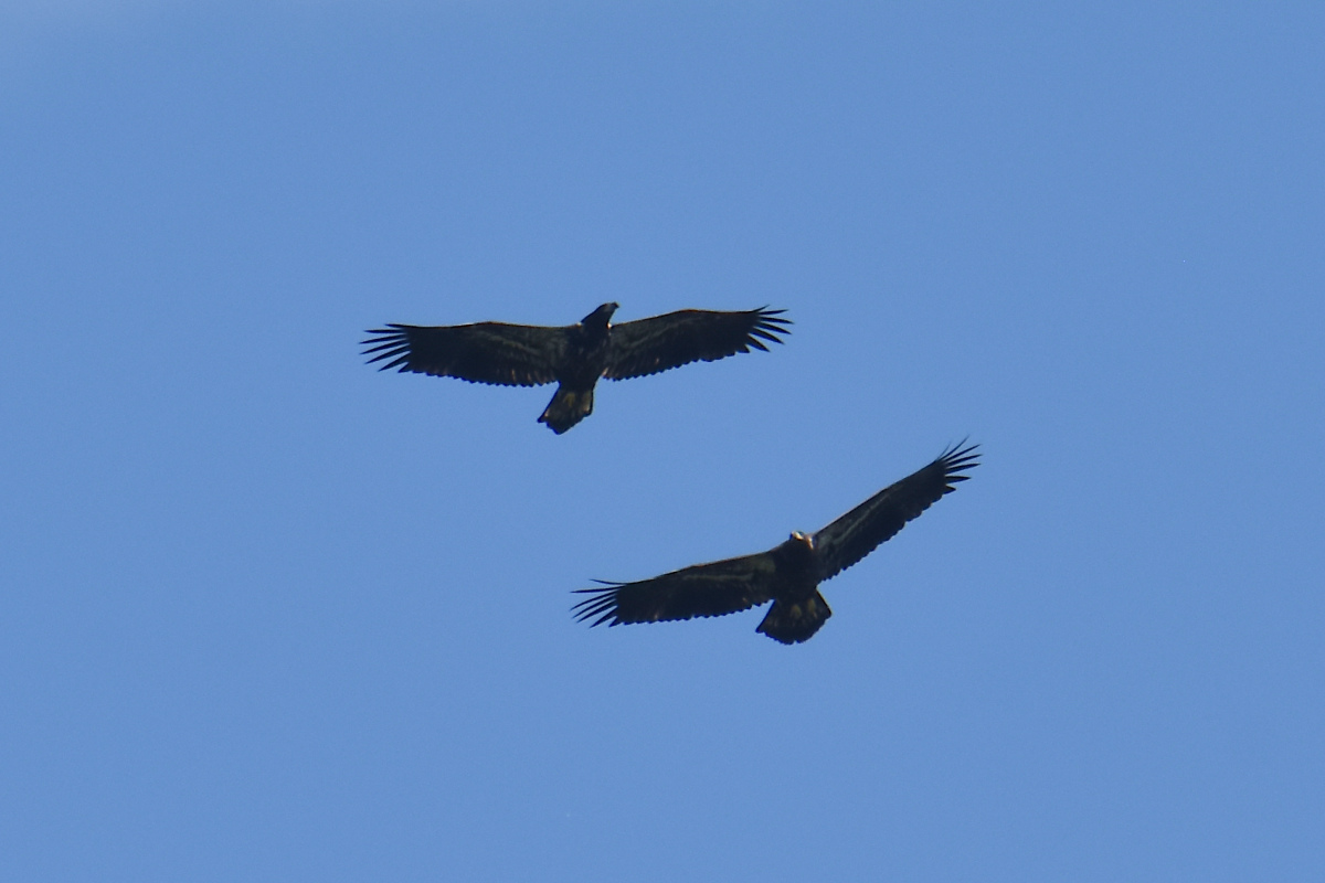 Eaglets Take Flight 20