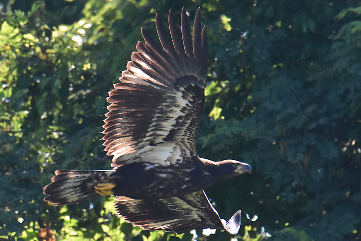 Eaglets Take Flight 31