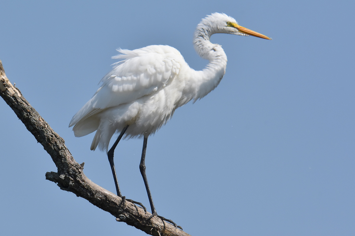 A Pair of Great Egrets (Stockport Flats) 01