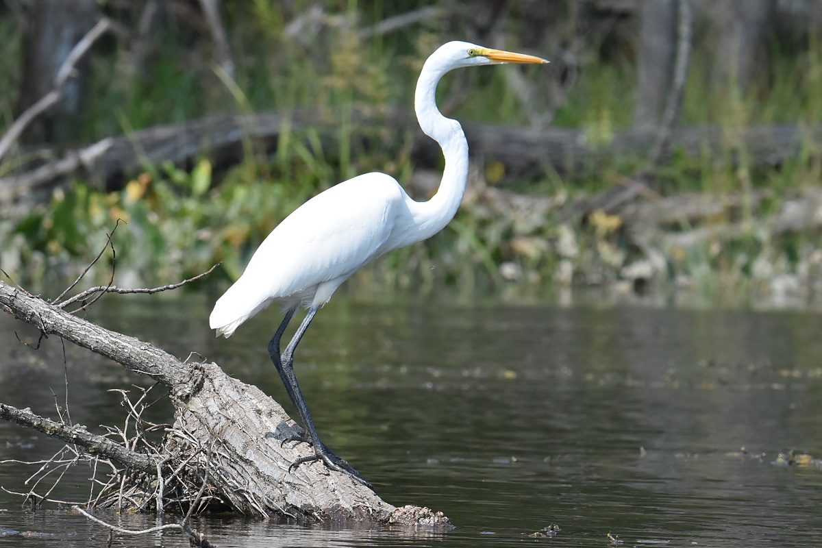 A Pair of Great Egrets (Stockport Flats) 04