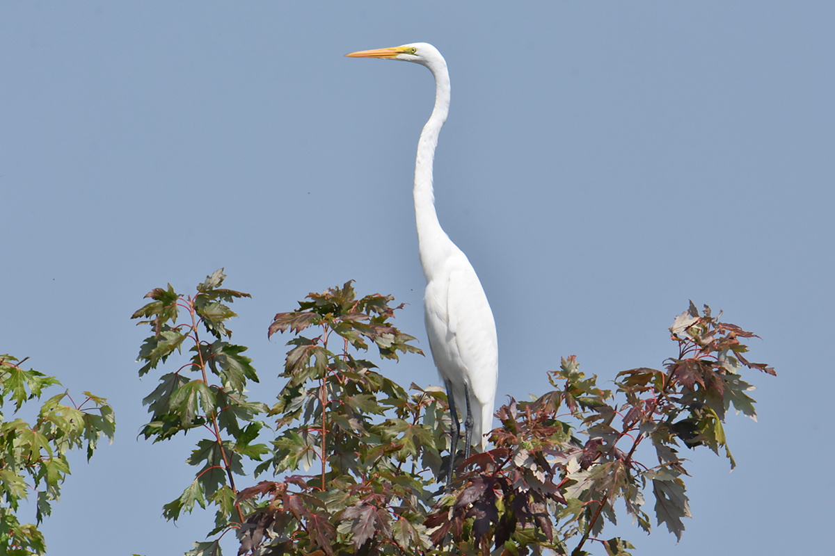 A Pair of Great Egrets (Stockport Flats) 06