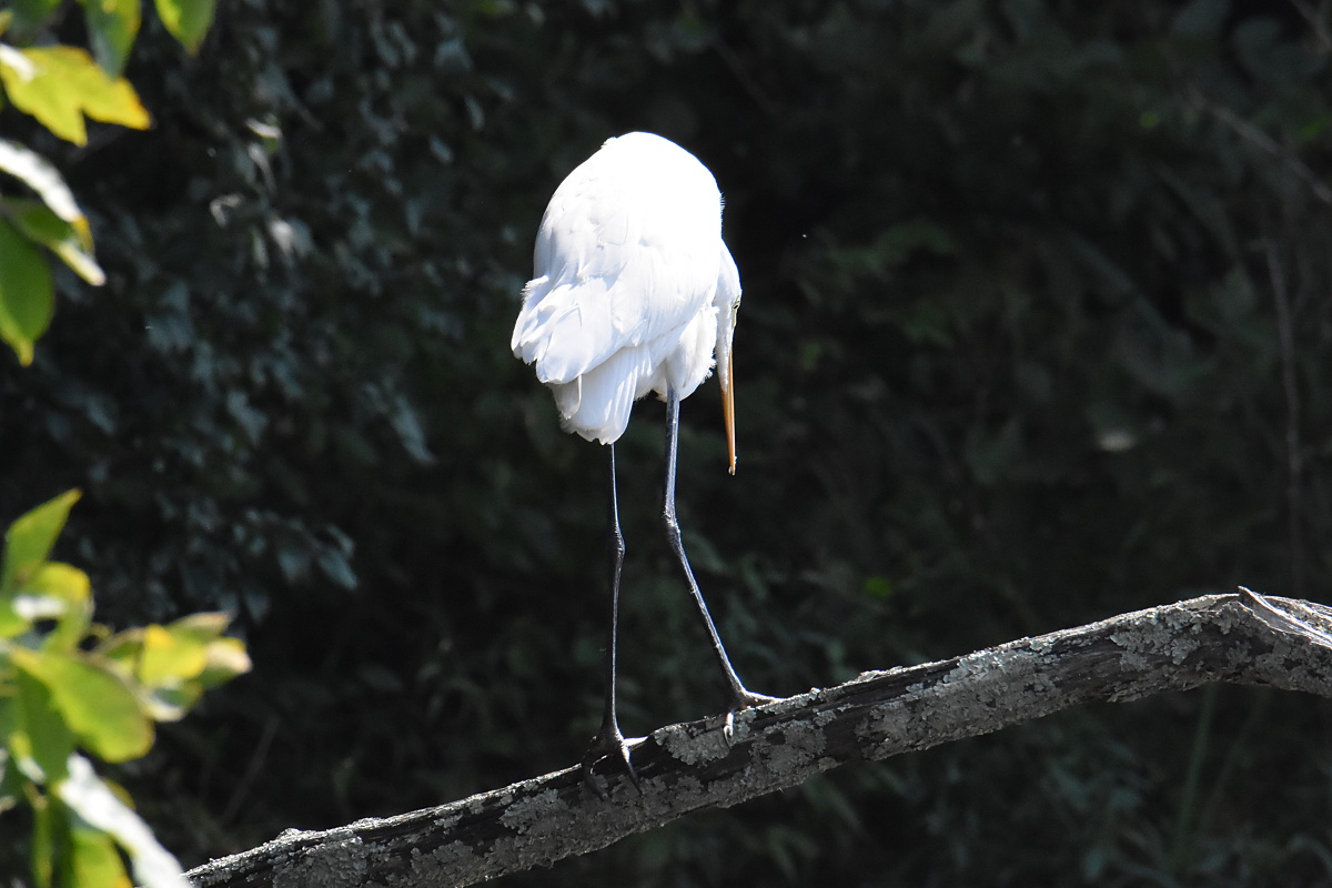 A Pair of Great Egrets (Stockport Flats) 07
