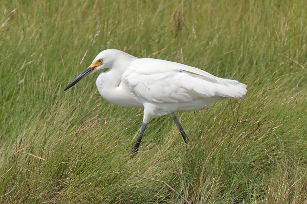 Summer of Egrets 01