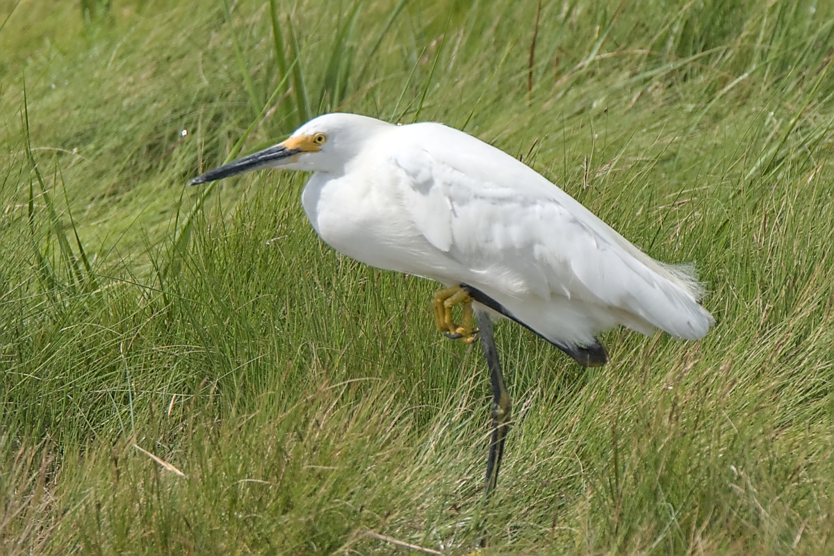 Summer of Egrets 02