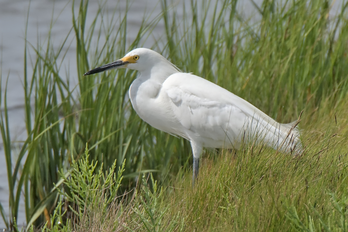Summer of Egrets 04