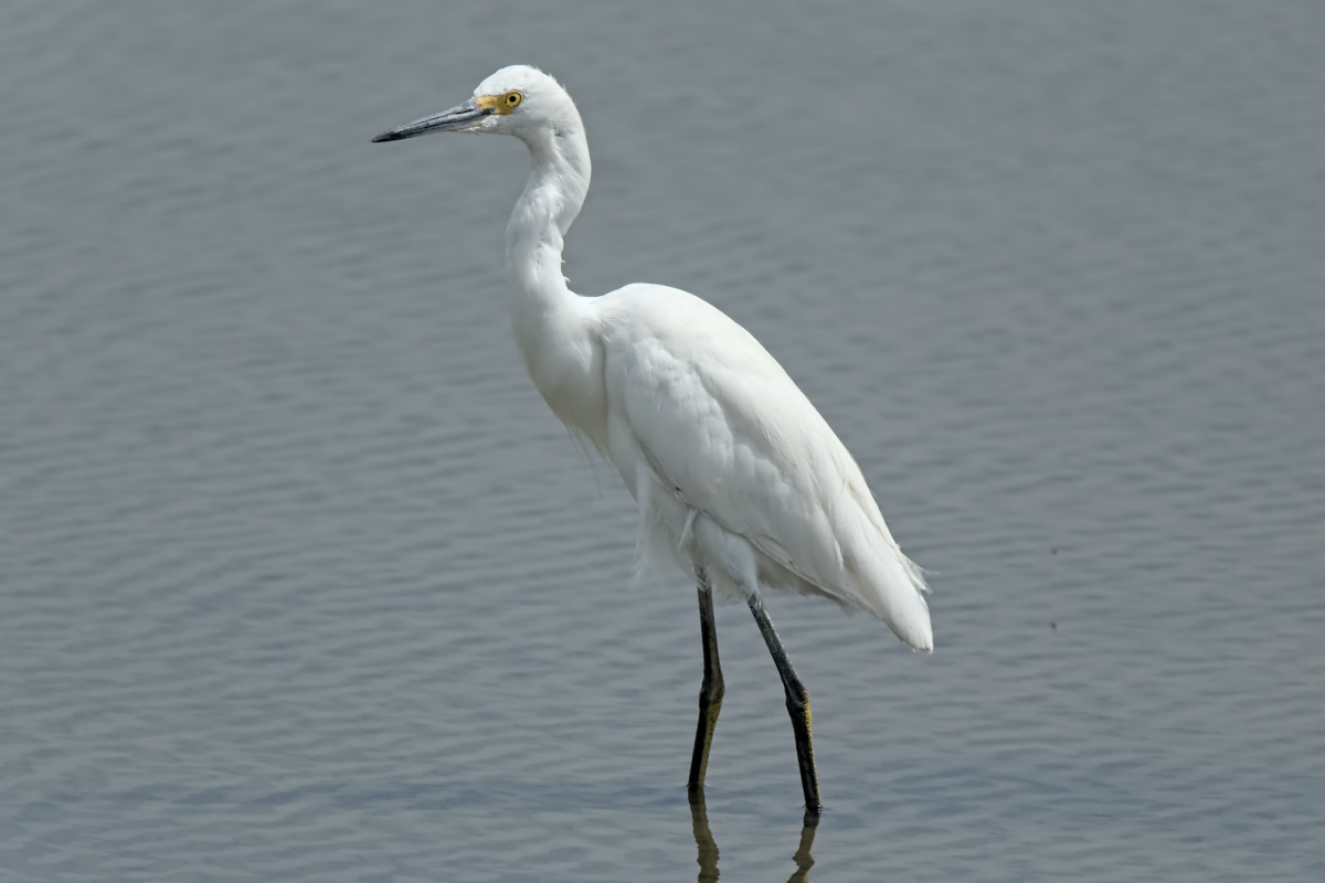 Summer of Egrets 05