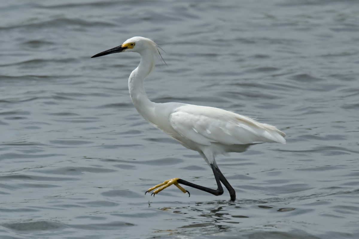 Summer of Egrets 06