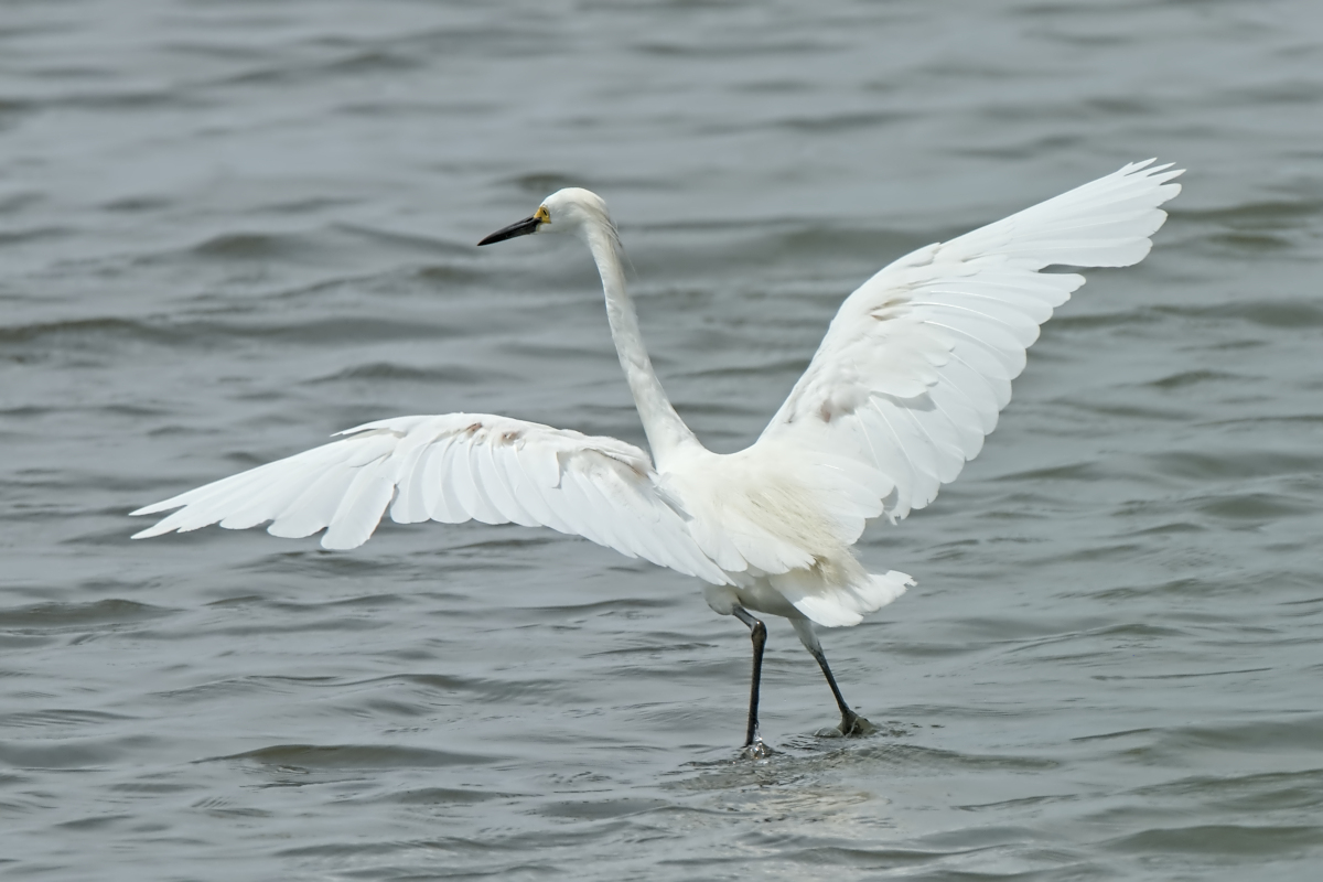Summer of Egrets 07