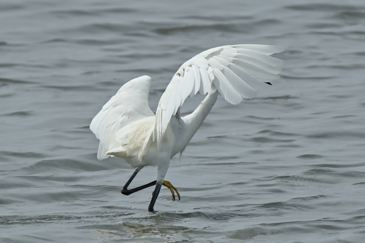 Summer of Egrets 08