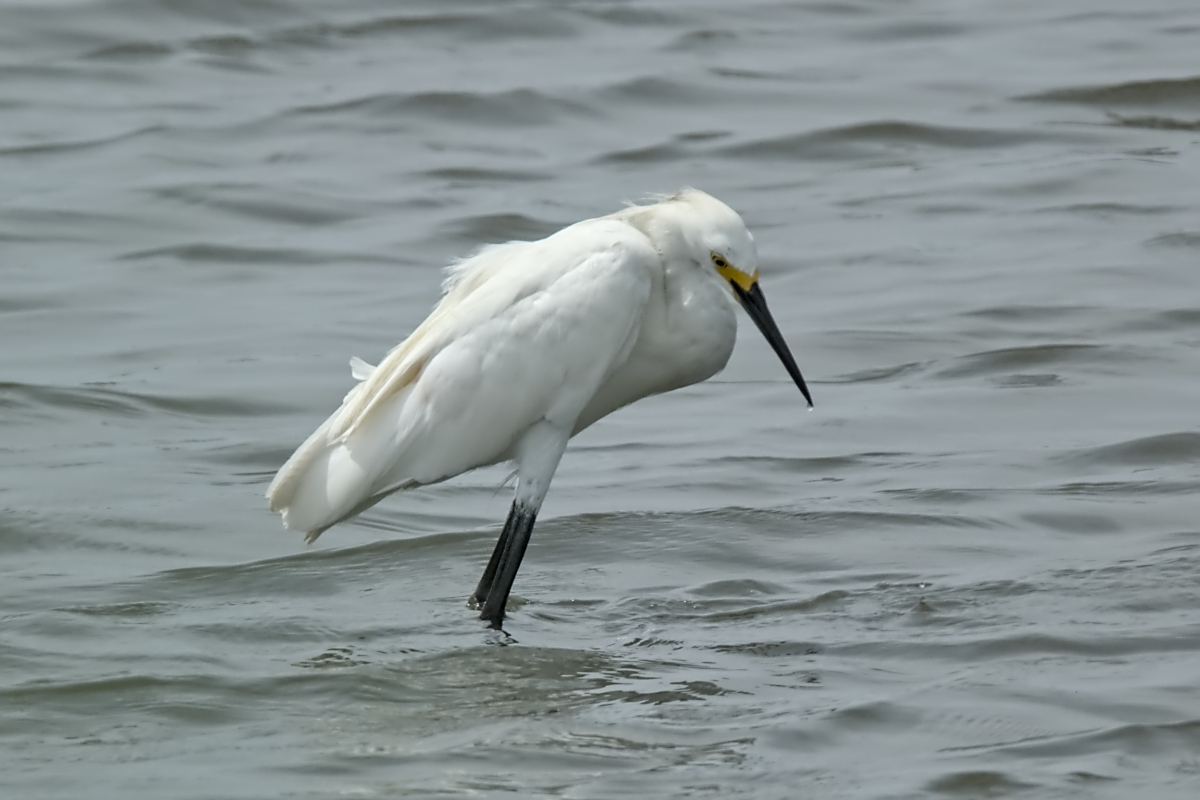 Summer of Egrets 09