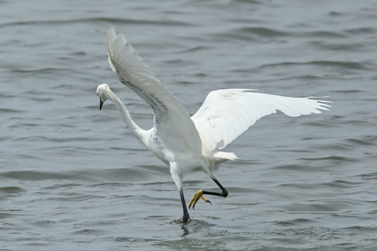 Summer of Egrets 10