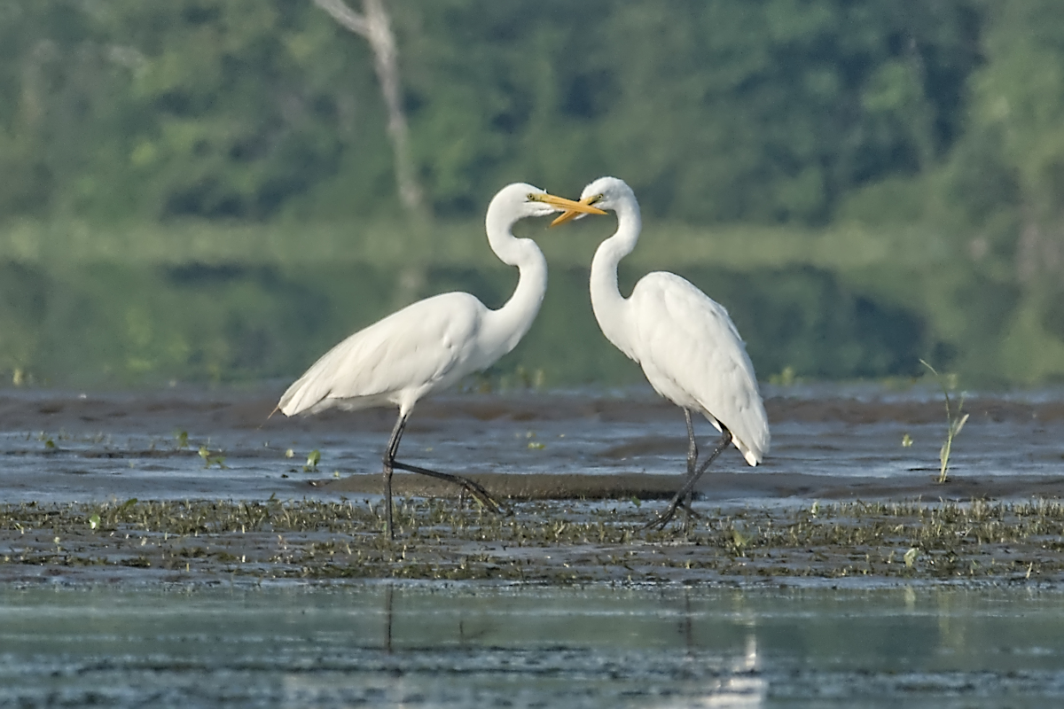 Summer of Egrets 11