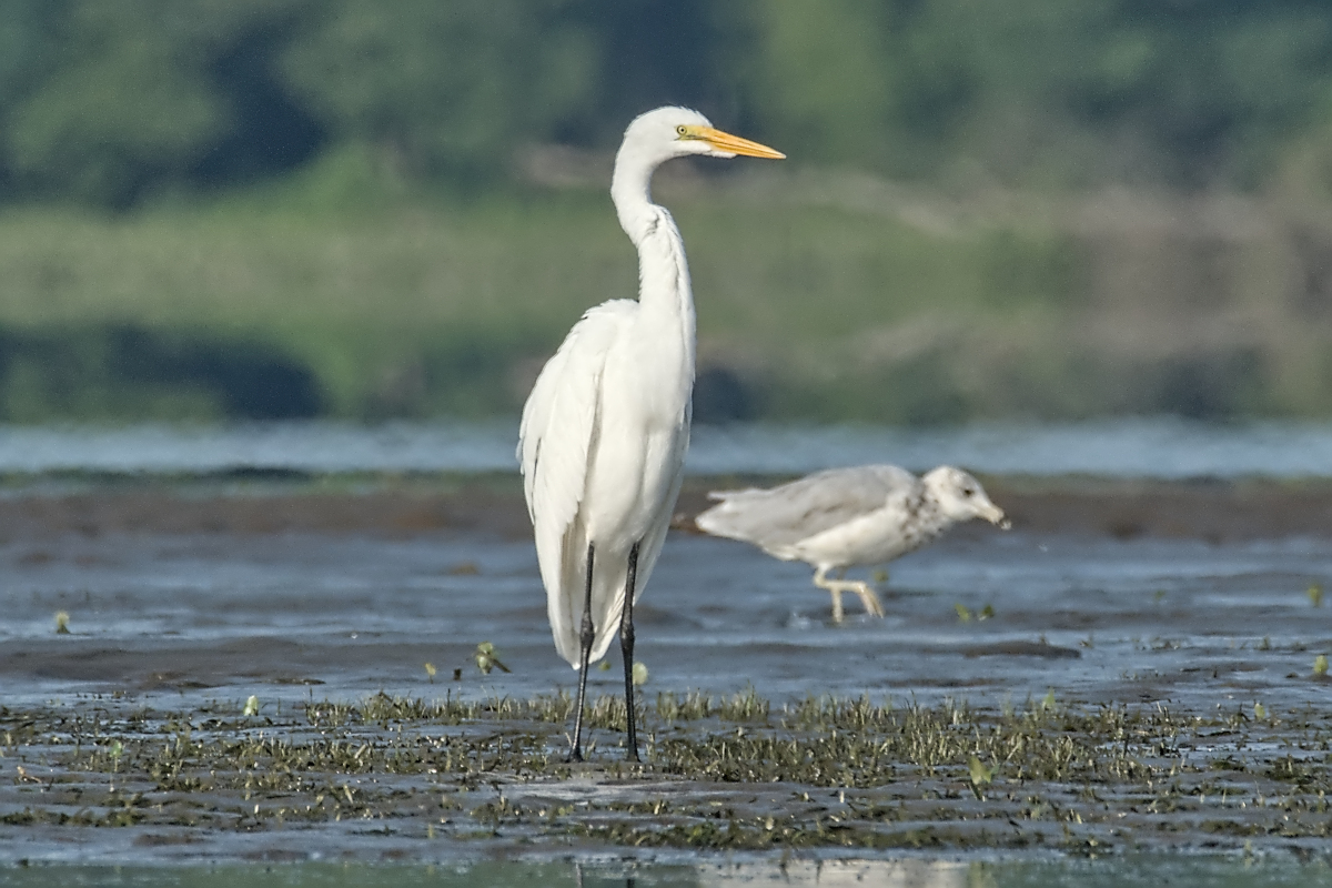 Summer of Egrets 12