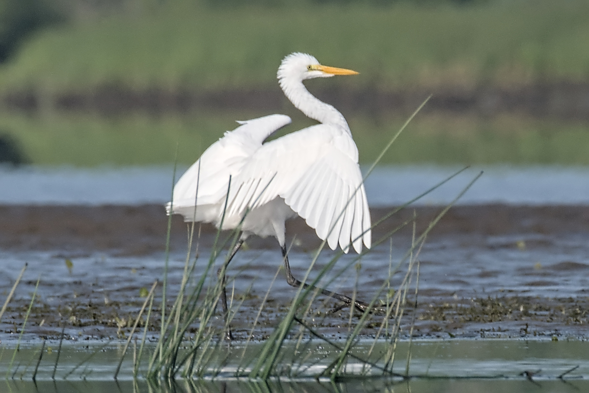 Summer of Egrets 13