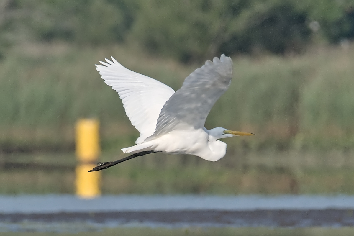 Summer of Egrets 14