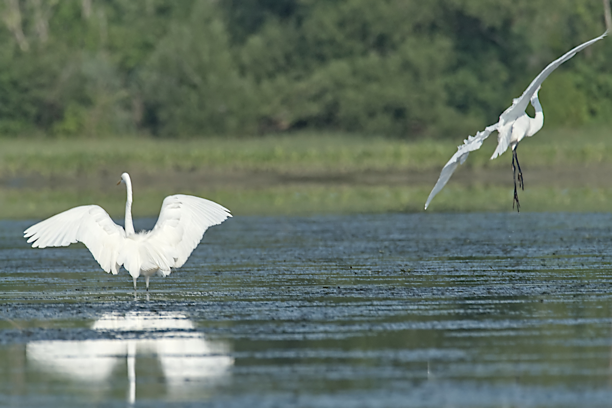 Summer of Egrets 15