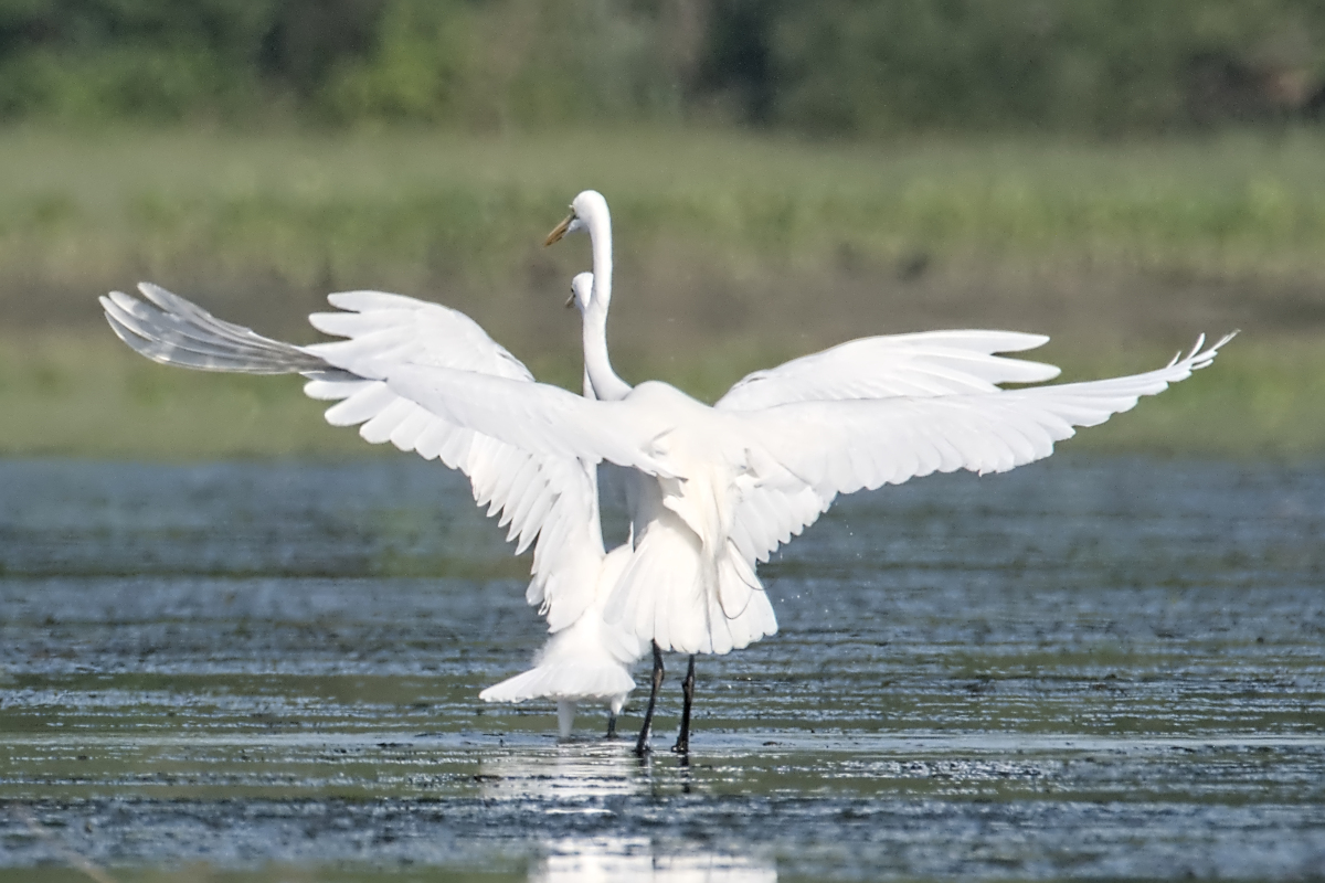 Summer of Egrets 16