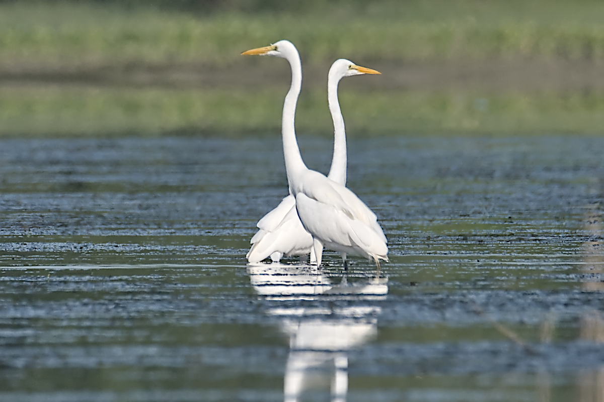 Summer of Egrets 17
