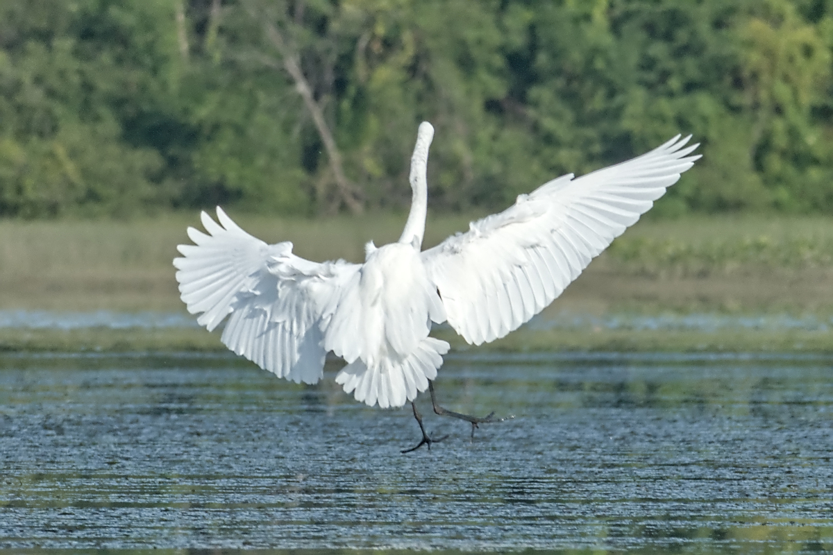 Summer of Egrets 18
