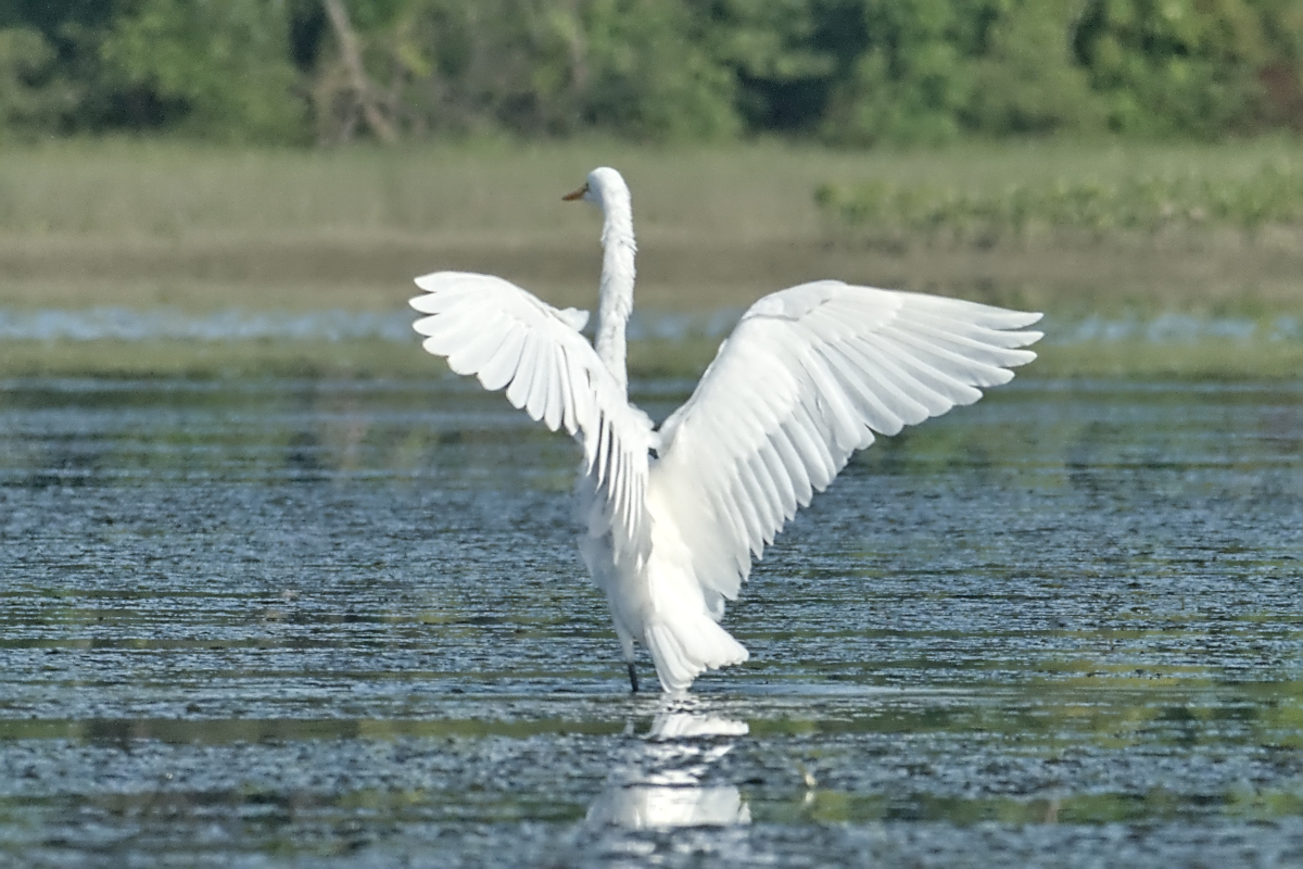 Summer of Egrets 19