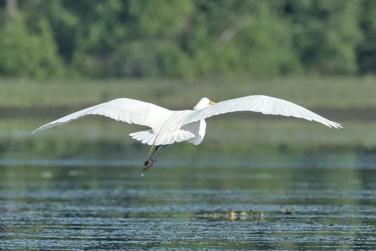 Summer of Egrets 20