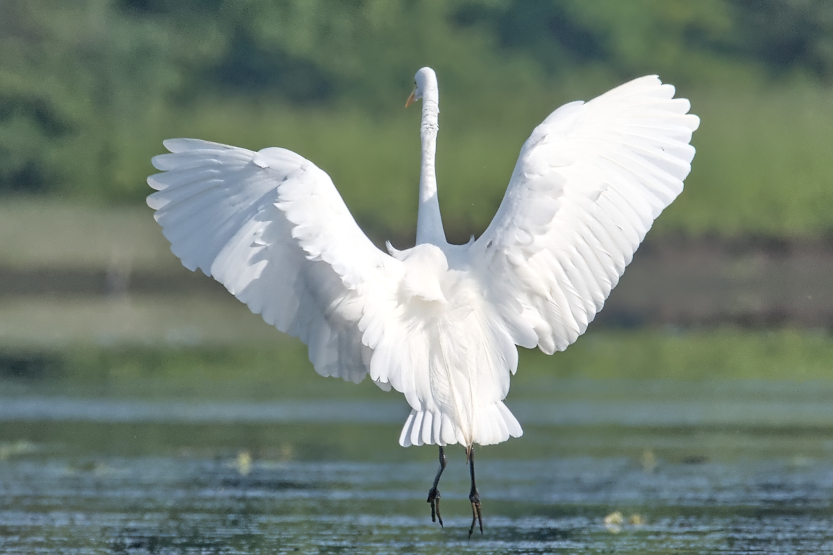 Summer of Egrets 21