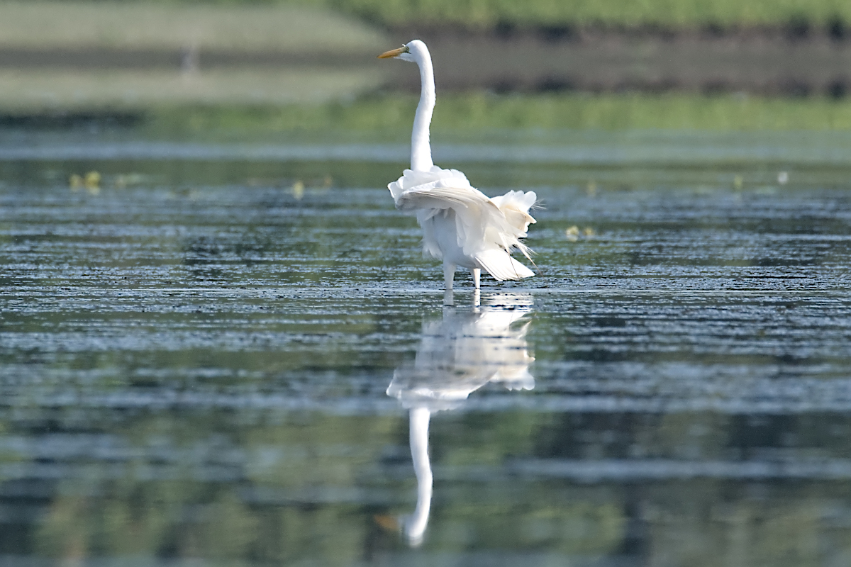 Summer of Egrets 22