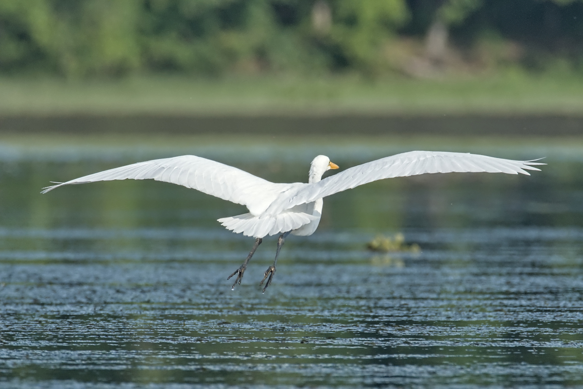 Summer of Egrets 23
