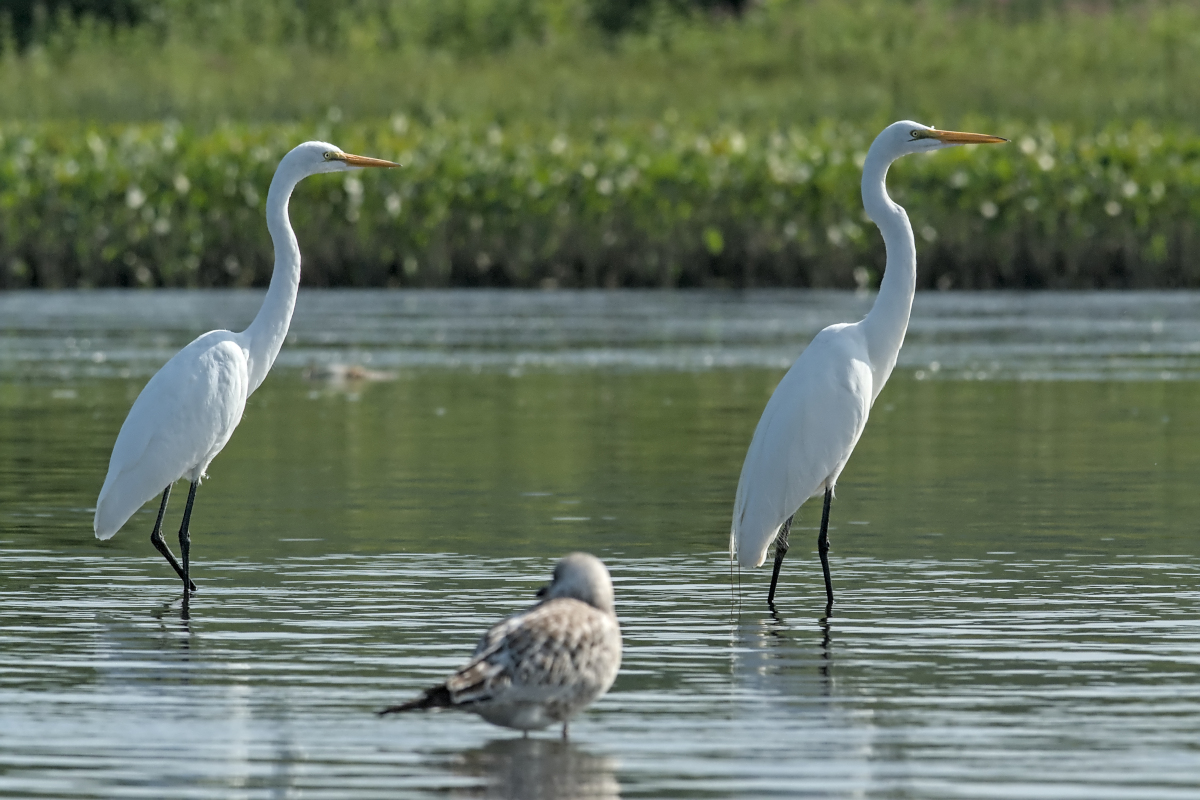 Summer of Egrets 24