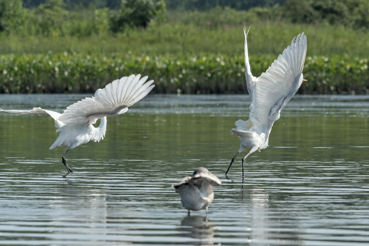 Summer of Egrets 25