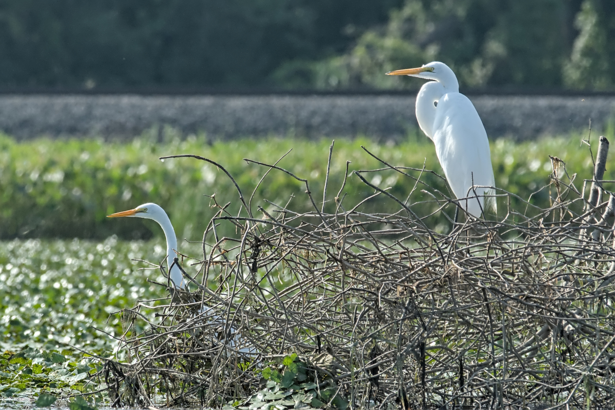 Summer of Egrets 26