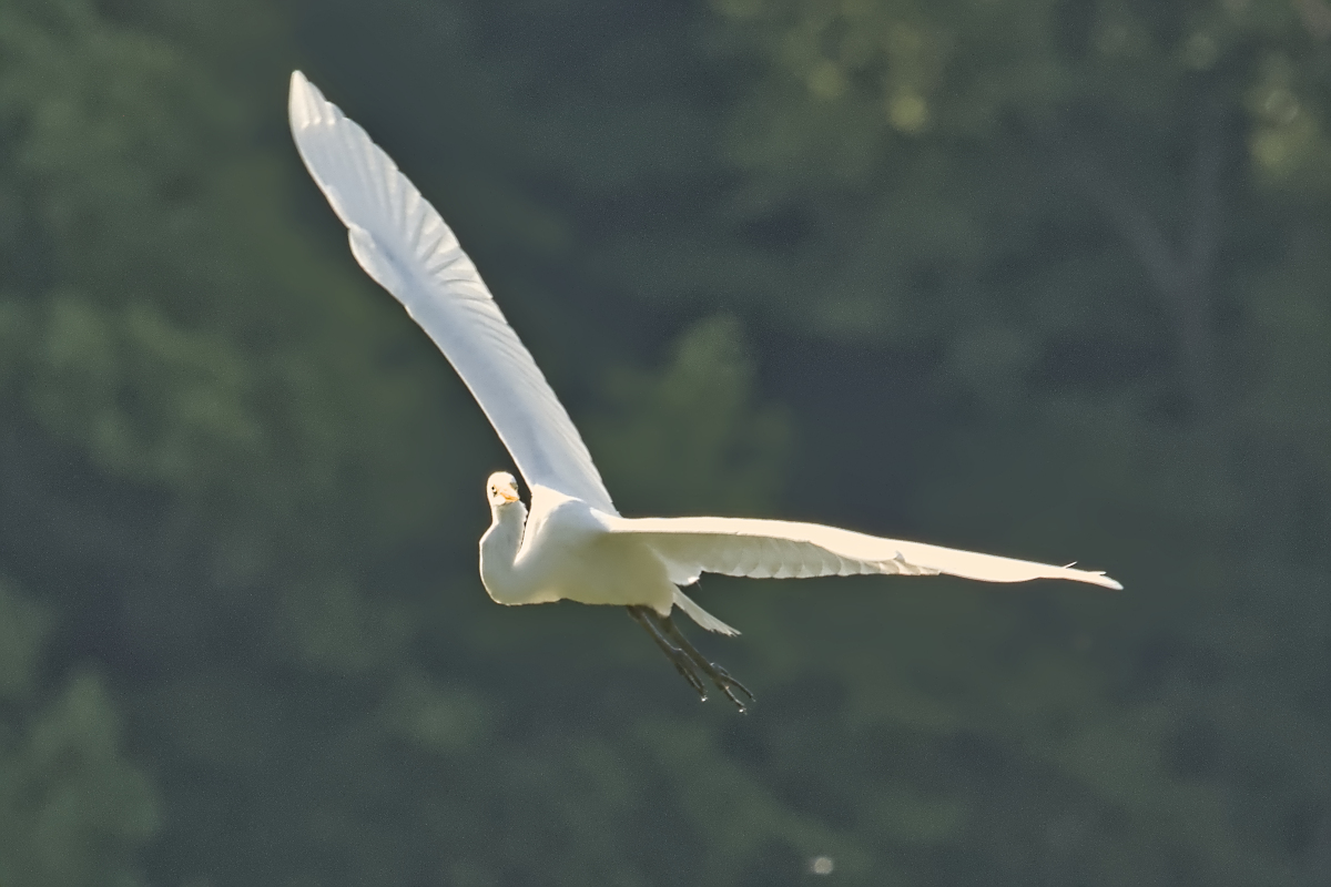 Summer of Egrets 27