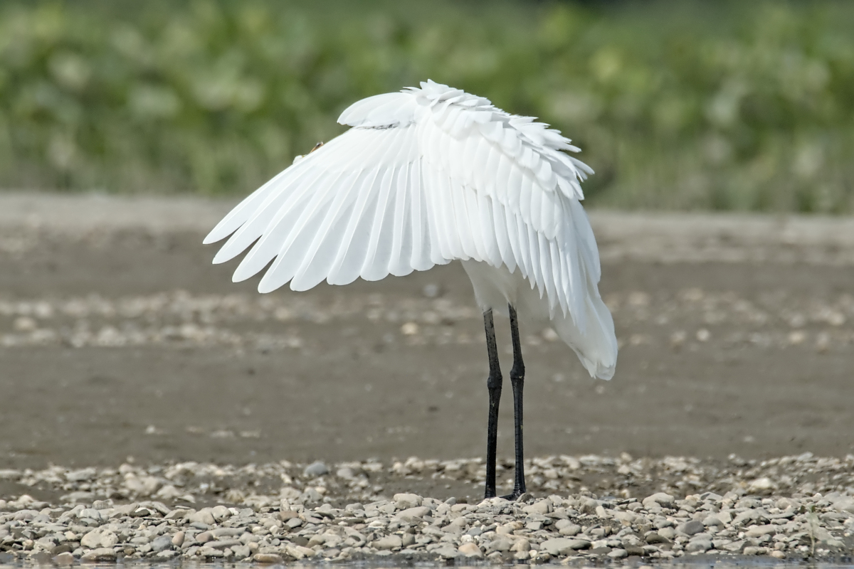 Summer of Egrets 28