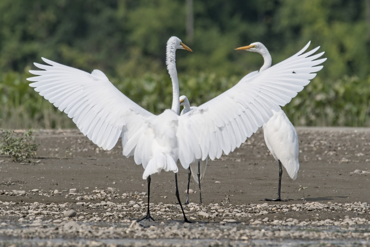 Summer of Egrets 29